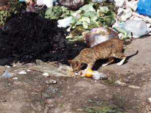 ゴミ出しの猫よけ対処法とは？ゴミを荒らす猫に困っている人必見！