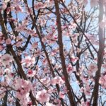 立春にやってはいけないことは？桜餅とうぐいす餅等食べ物についても解説！