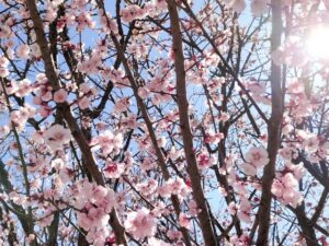 立春にやってはいけないことは？桜餅とうぐいす餅等食べ物についても解説！