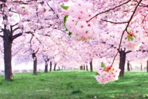 ソメイヨシノの散り方の特徴は？春の花の代表格について解説！