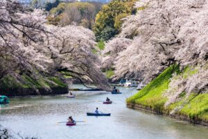 ソメイヨシノの花びらの枚数は何枚？桜の特徴や花言葉について！