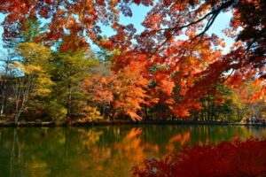 紅葉狩りはなぜ「狩り」と言う？分かりやすく徹底解説！